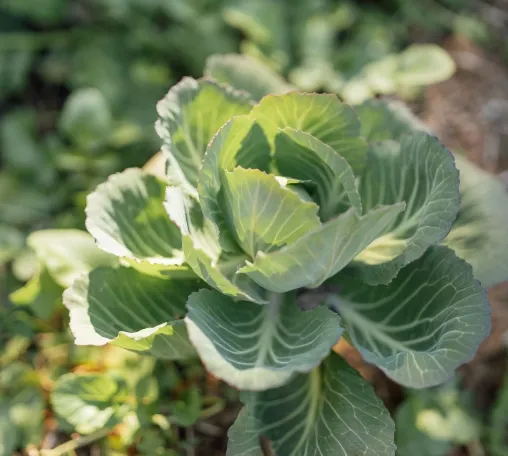 Vegetables such as cabbage are used for dinner at the hotel.
