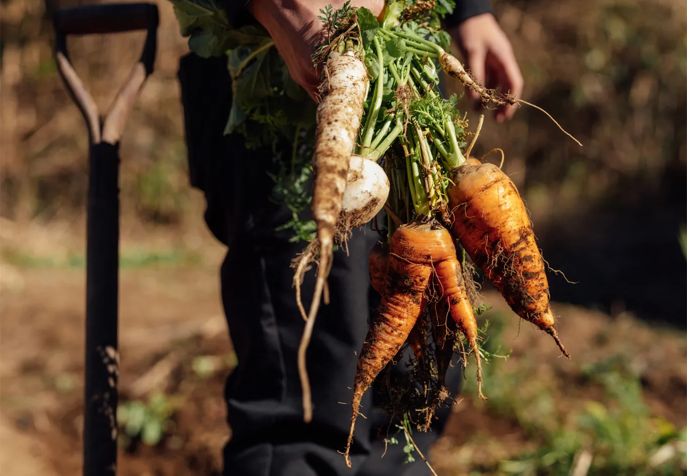 自家畑ではシェフが無農薬で季節の野菜を栽培する