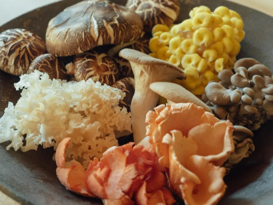 A wide variety of mushrooms from the Izu Peninsula