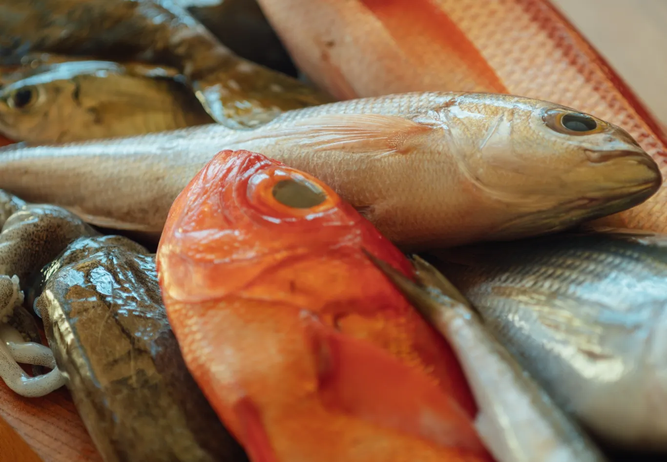 Fresh fish from Suruga Bay. Utilizing valuable unused fish that do not make it into the distribution system