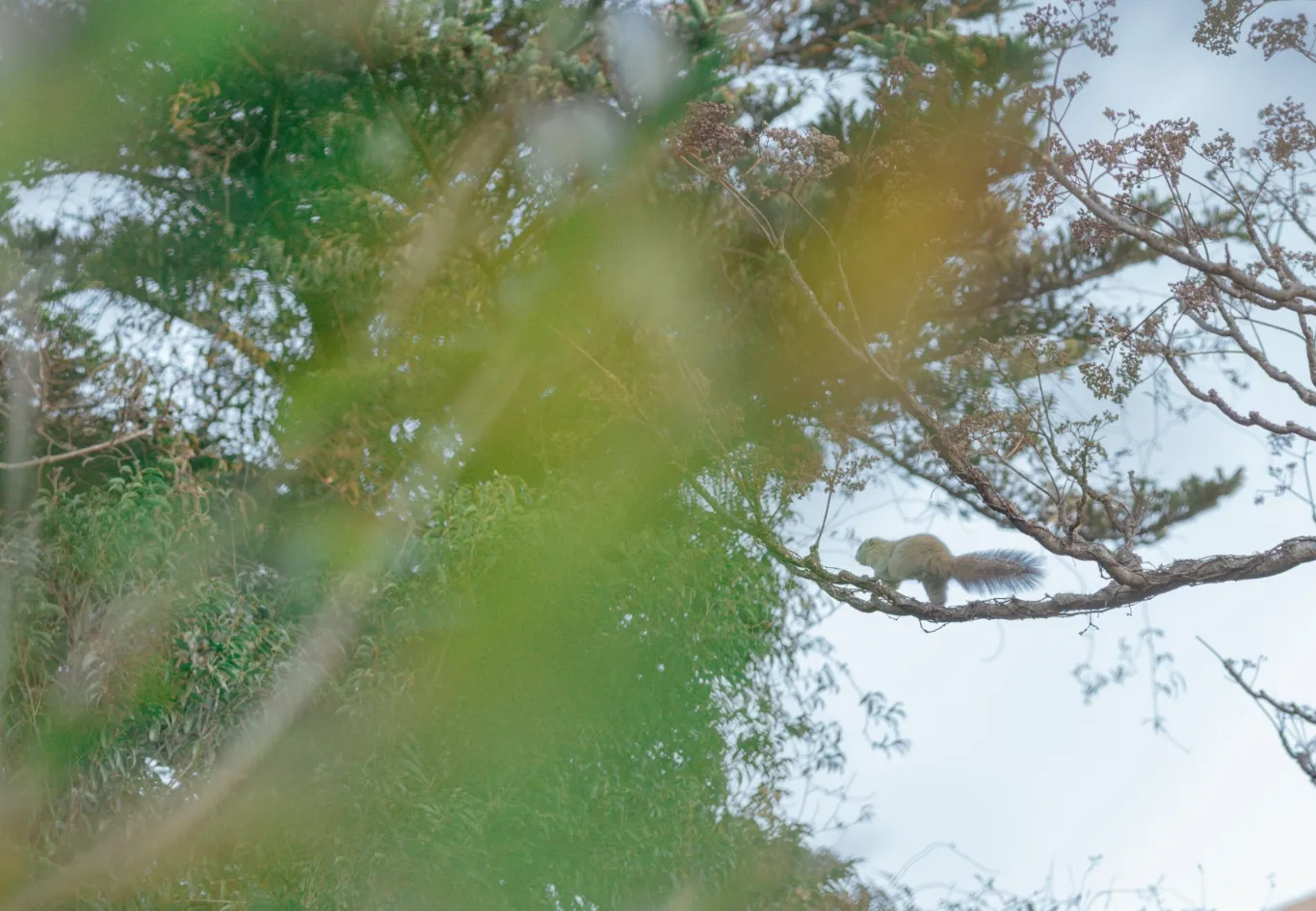 Squirrels in the hotel located in the Izu Geopark